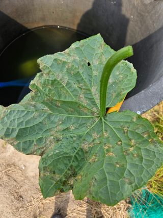 오산토박이(이찬열)님의 오이 · 병해충상담 작성글 사진