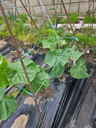 오산토박이(이찬열)님의 오이 · 병해충상담 작성글 사진