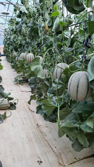 김진왕님의 농사, 무엇이든 물어보세요! · 참여글 작성글 사진