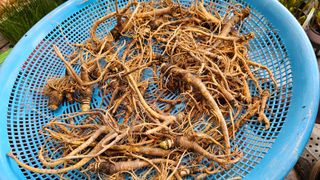 삼례텃밭지기님의 자유주제 · 자유게시판 작성글 사진