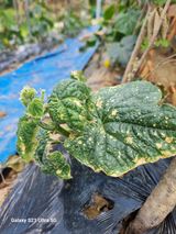 팜모닝 오이·병해충상담 게시글 이미지