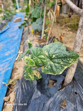 김영문님의 오이 · 병해충상담 작성글 사진