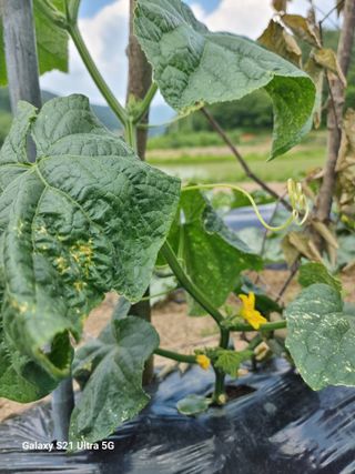 김영문님의 오이 · 병해충상담 작성글 사진