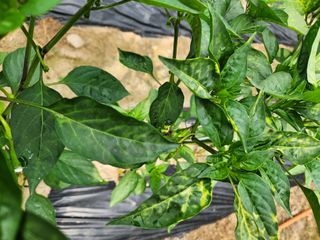 장영자님의 6월 내 작물 자랑하기🌱 · 참여글 작성글 사진