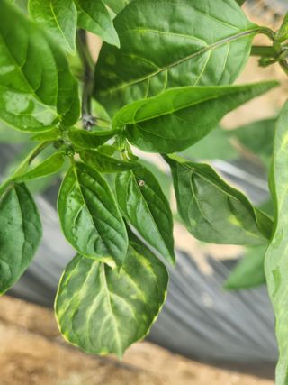 장영자님의 6월 내 작물 자랑하기🌱 · 참여글 작성글 사진