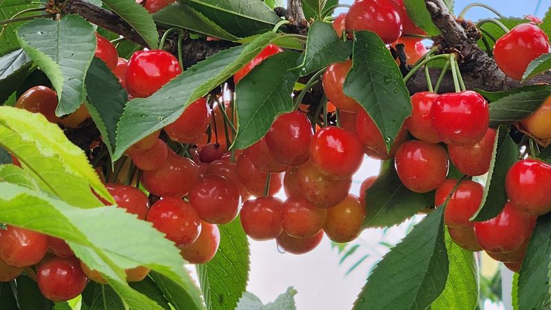 장터 상품 [1키로] 썸네일