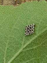 팜모닝 사과·병해충상담 게시글 이미지