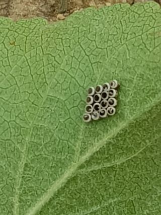 최희경님의 사과 · 병해충상담 작성글 사진