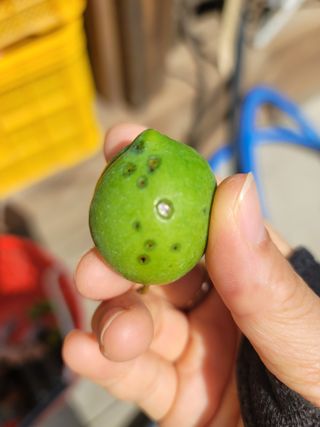 향기나무농장 님의 자두 · 병해충상담 작성글 사진