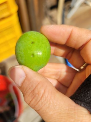 향기나무농장 님의 자두 · 병해충상담 작성글 사진