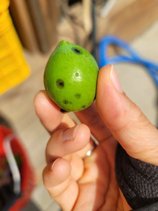 향기나무농장 님의 자두 · 병해충상담 작성글 사진