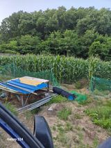 팜모닝 6월 내 작물 자랑하기🌱·참여글 게시글 이미지