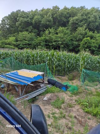 초보 농사꾼~~~ㅇ님의 6월 내 작물 자랑하기🌱 · 참여글 작성글 사진