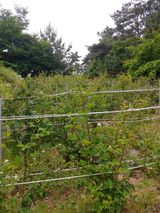 팜모닝 기타작물·영농일지 게시글 이미지