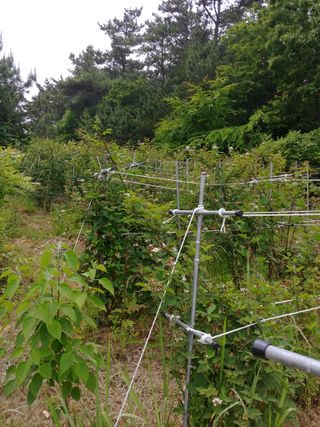 한박팜 한준운님의 기타작물 · 영농일지 작성글 사진