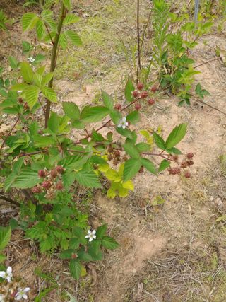 한박팜 한준운님의 기타작물 · 영농일지 작성글 사진