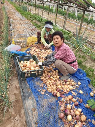 김화연님의 양파 · 영농일지 작성글 사진