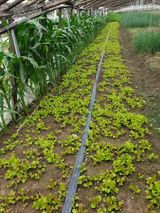 팜모닝 파·영농일지 게시글 이미지