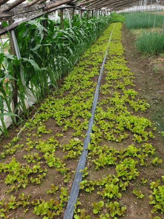 김화연님의 파 · 영농일지 작성글 사진