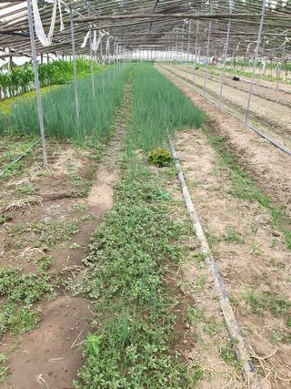 김화연님의 파 · 영농일지 작성글 사진