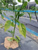 팜모닝 고추·병해충상담 게시글 이미지