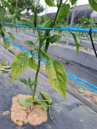 의지의농부님의 고추 · 병해충상담 작성글 사진