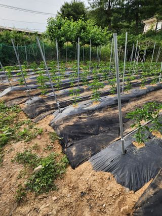 예은농장님의 자유주제 · 자유게시판 작성글 사진