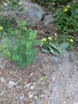 팜모닝 기타작물·영농일지 게시글 이미지