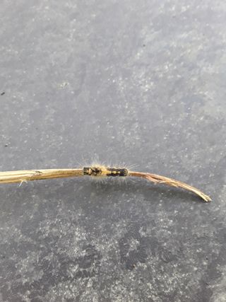 김연수님의 기타작물 · 병해충상담 작성글 사진