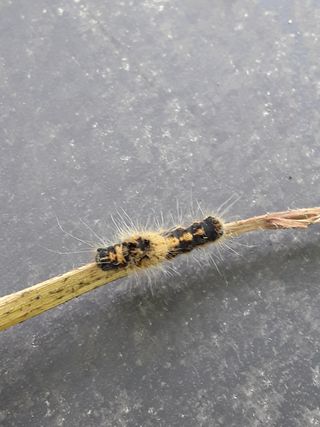 김연수님의 기타작물 · 병해충상담 작성글 사진