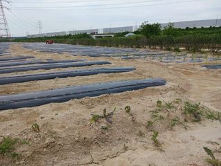 고추6833님의 참깨 · 영농일지 작성글 사진