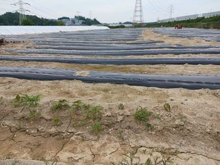 고추6833님의 참깨 · 영농일지 작성글 사진