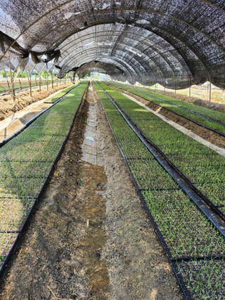 진기섭님의 파 · 영농일지 작성글 사진