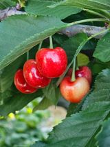 팜모닝 자유주제·자유게시판 게시글 이미지