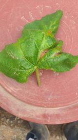 팜모닝 포도·병해충상담 게시글 이미지