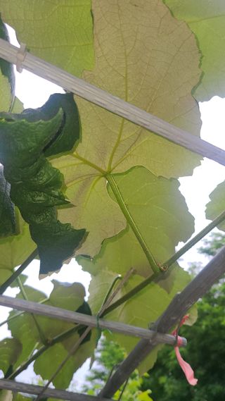 초짜농부님의 포도 · 병해충상담 작성글 사진