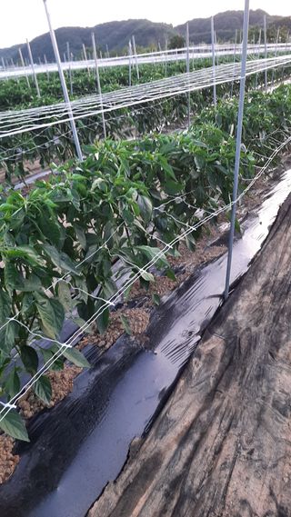 낙지님의 고추 · 영농일지 작성글 사진