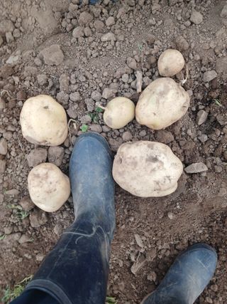 팜모닝회원대영농장님의 자유주제 · 자유게시판 작성글 사진