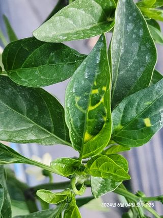 고인돌님의 고추 · 병해충상담 작성글 사진