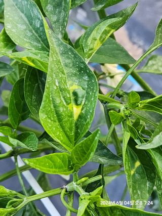 고인돌님의 고추 · 병해충상담 작성글 사진