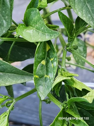 고인돌님의 고추 · 병해충상담 작성글 사진