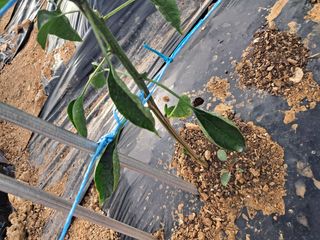 이행석님의 고추 · 병해충상담 작성글 사진