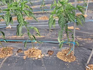 이행석님의 고추 · 병해충상담 작성글 사진