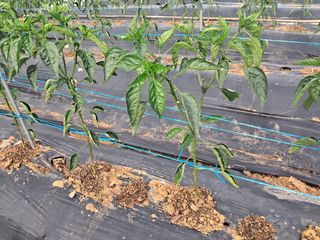 이행석님의 고추 · 병해충상담 작성글 사진