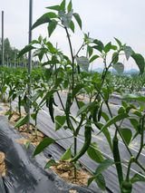 팜모닝 농사, 무엇이든 물어보세요!·참여글 게시글 이미지