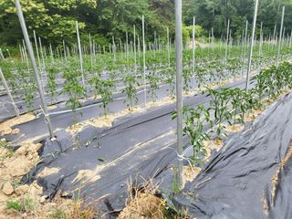 초보농 유경님의 농사, 무엇이든 물어보세요! · 참여글 작성글 사진