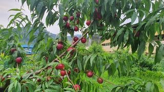 배경수 님의 자유주제 · 자유게시판 작성글 사진