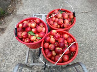 배경수 님의 자유주제 · 자유게시판 작성글 사진