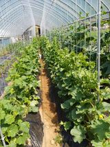 팜모닝 6월 내 작물 자랑하기🌱·참여글 게시글 이미지