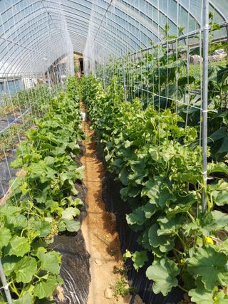 감7195님의 6월 내 작물 자랑하기🌱 · 참여글 작성글 사진